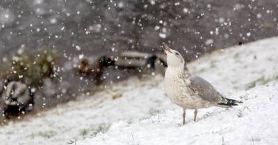 И снова о погоде: ночью Латвию "накроет" новый циклон, снегопад продолжится до пятницы