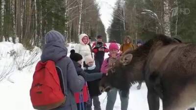 В Челябинской области в национальном парке лось ударил маленькую девочку