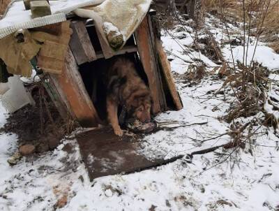 Погибает собака. В Торжке хозяева бросили на привязи в полуразрушенной будке пса