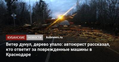 Ветер дунул, дерево упало: автоюрист рассказал, кто ответит за поврежденные машины в Краснодаре