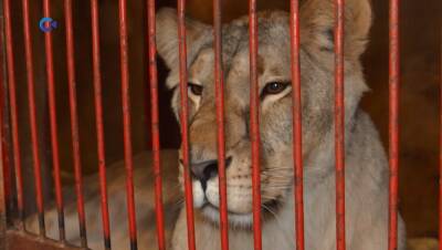 В карельский зоокомплекс привезли четверых львиц