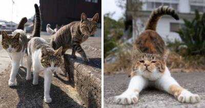 17 удивительных работ японского фотографа, который в своих снимках раскрывает яркую харизму уличных котов