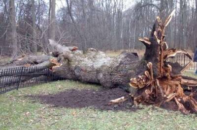 В Орловской области из-за урагана упал 198-летний Тургеневский дуб