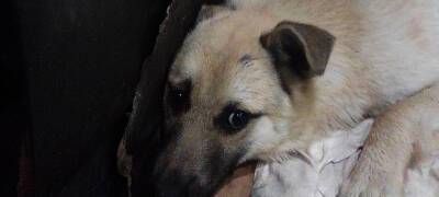Животные голодают в приюте для бездомных питомцев в Петрозаводске