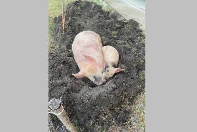 В Брянске заметили замерзающих на улице свиней