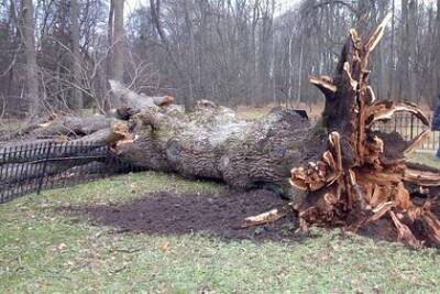 Ураган повалил главное дерево России