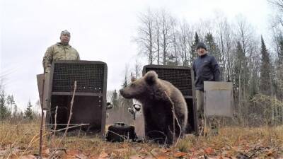 Специалисты центра спасения медвежат-сирот рассказали о возвращении Михаила Андреевича в дикую природу