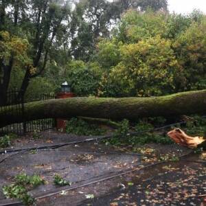 В Харькове в результате падения дерева погибла женщина