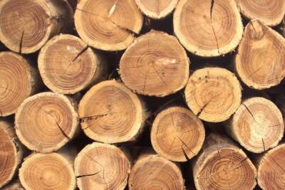 В Тверской области стартовали два крупных проекта по деревообработке