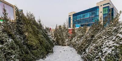 В Новосибирске до конца декабря будут функционировать 33 елочных базара