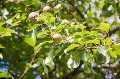 Где нужно сажать грушу, чтобы дерево было увешано плодами: секреты, о которых забывают