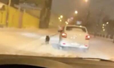 А что такого? «Выгуливающий» собаку через окно автомобиля петербуржец объяснил свой странный поступок