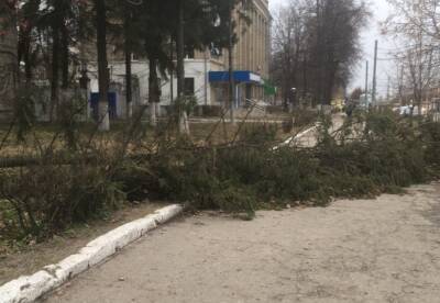 В Рязани рядом с заводом «Теплоприбор» сфотографировали поваленное дерево - 7info.ru - Рязань