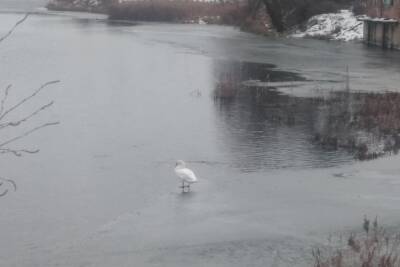 Спасением одинокого лебедя в Иванове займется зоопарк