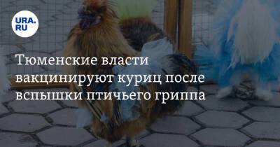 Тюменские власти вакцинируют куриц после вспышки птичьего гриппа