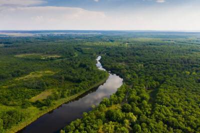 В Волгоградской области обработают 4000 га леса от вредителей