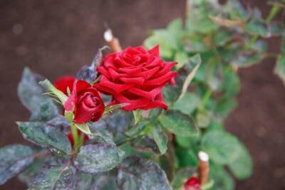 Кто выгрызает листья розы и как избавиться от вредителя: хитрые советы дачнику