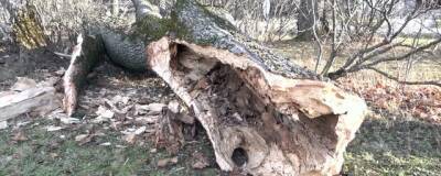 198-летний «Тургеневский дуб» погиб от урагана в Орловской области