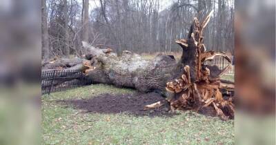 Саджав ще Тургенєв: «головне дерево Росії» впало від пориву вітру