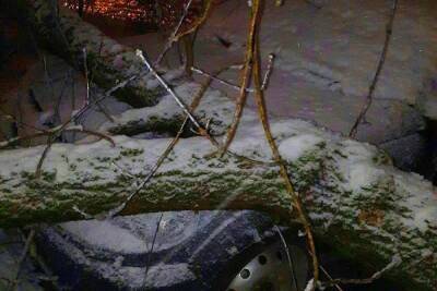 В Тверской области дерево упало на два автомобиля