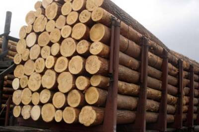 Черные лесорубы и ущерб на 160 млн: трое чиновников Гослесагентства организовали схему по продаже леса-кругляка