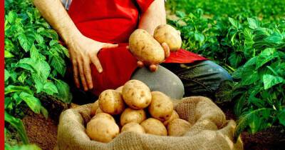 На будущий год: как увеличить урожай картофеля в два раза