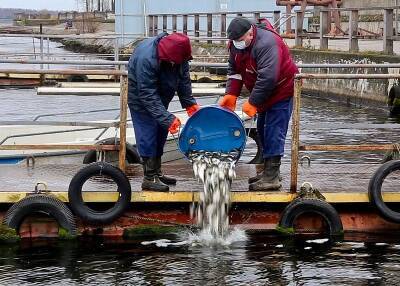 Смоленская АЭС: более 2 тонн рыбы выпущено в Десногороское водохранилище в 2021 году