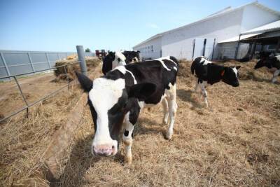 В Астраханской области в 2021 году произошло 28 ДТП из-за коров