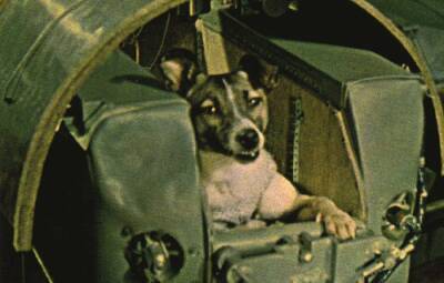 «Самая несчастная в мире собака»: чем закончился первый запуск в космос млекопитающего - Русская семерка
