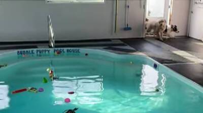 Развлекаемся! Толпа собак поспешила в бассейн и позабавила YouTube (Видео)