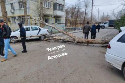 В Астрахани сильный ветер повалил деревья