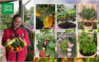 От чеснока до арбузов на окне: огородница из Подмосковья делится опытом