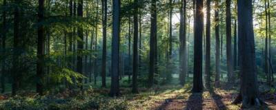 Костромской области удалось добиться увеличения финансирования мероприятий по защите лесов