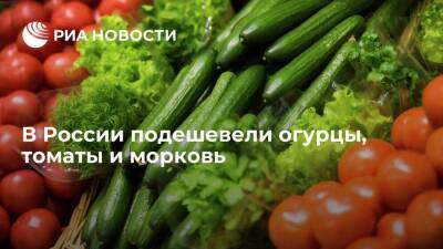 Росстат: огурцы, томаты, морковь в России с 23 по 29 ноября подешевели