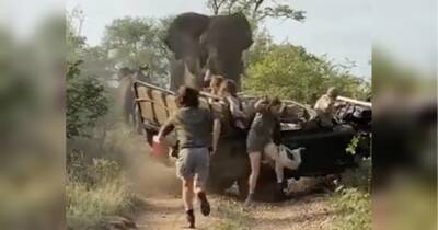 Сексуально стурбований слон атакував машину з туристами — моторошний момент потрапив на відео