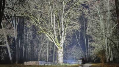 Вырванный ветром дуб Тургенева поборется за звание «Европейское дерево года»