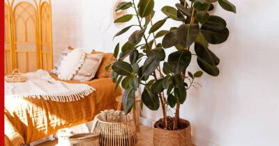Красивые и неприхотливые: топ-6 растений для маленькой квартиры