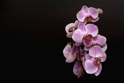 О чем говорят липкие капли на листьях у орхидеи: хозяйкам на заметку
