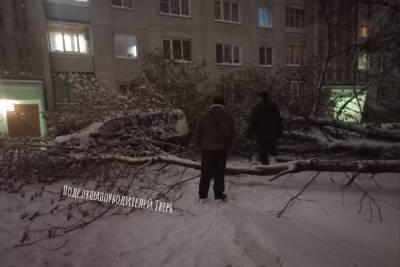 Во дворе ещё одного дома в Твери рухнуло дерево