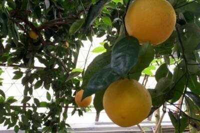 В городе Обояни Курской области поспел урожай мандаринов, апельсинов и лимонов