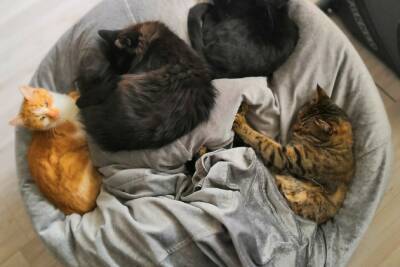 «Нет, лотками не воняет» — живу с 11 кошками в однушке и заведу ещё