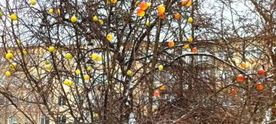 В Петрозаводске растет новогодняя яблоня (ФОТОФАКТ)