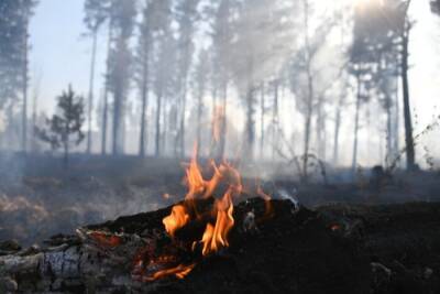 Ущерб от лесных пожаров в Якутии в 2021 году превысил 3,7 млрд рублей