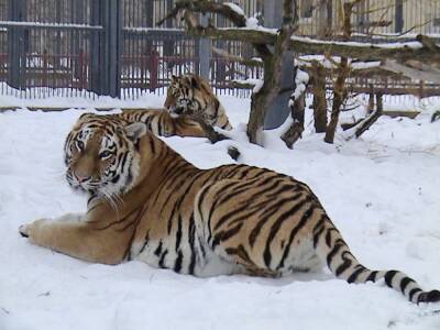Как живут в Гродненском зоопарке символы наступающего года – Тайга и Шерхан