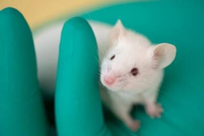 Частицы «молодой» крови помогают старым мышам бороться со старением