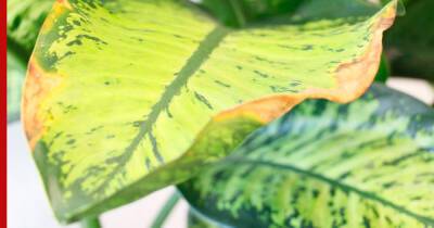 Сохнут или желтеют листья у диффенбахии: как спасти растение