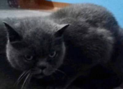 Полицейские в Красноярском крае задержали избившего кота за мяуканье мужчину