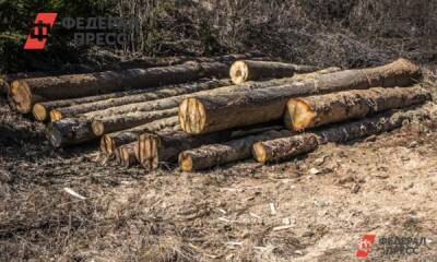 Красноярский бизнесмен незаконно нарубил деревьев на миллионы рублей