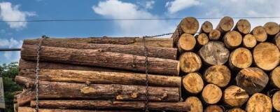 В Красноярском крае бизнесмена подозревают в контрабанде леса на 4,7 млн рублей