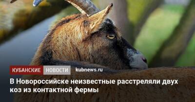 В Новороссийске неизвестные расстреляли двух коз из контактной фермы